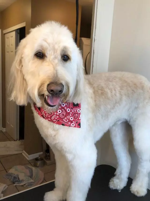 Jackie&apos;s Dog Salon / A Dog&apos;s Point of View