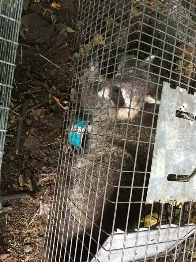 Animal Removal Services