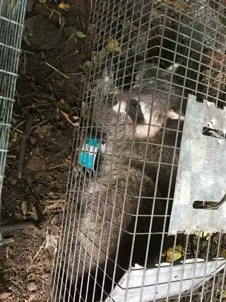 Animal Removal Services