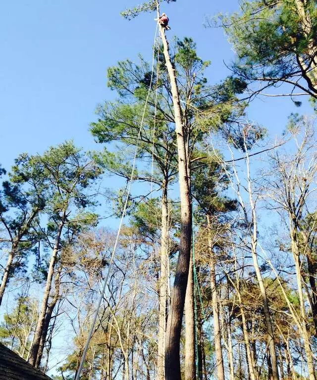 American Aerial Tree Experts