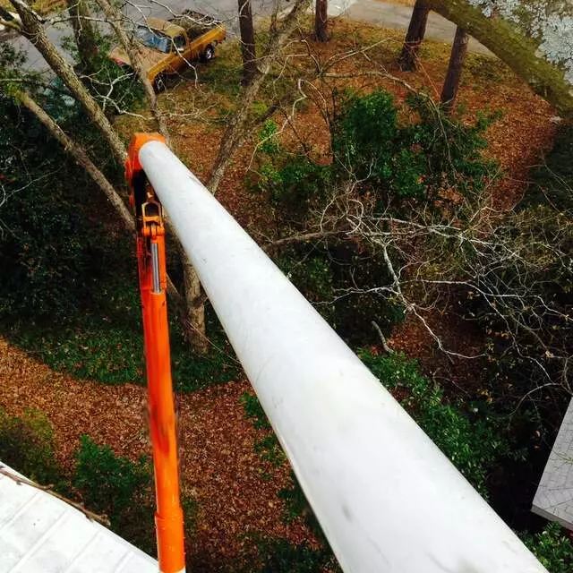 American Aerial Tree Experts