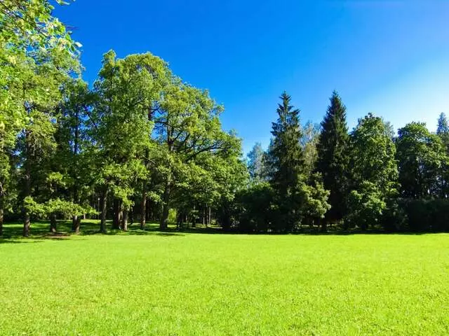 Arborist Pros of Rochester