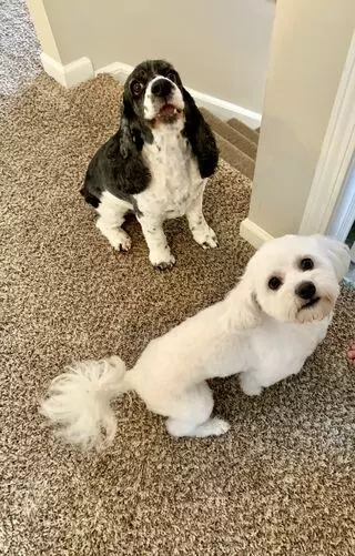 A Dog’s Dream