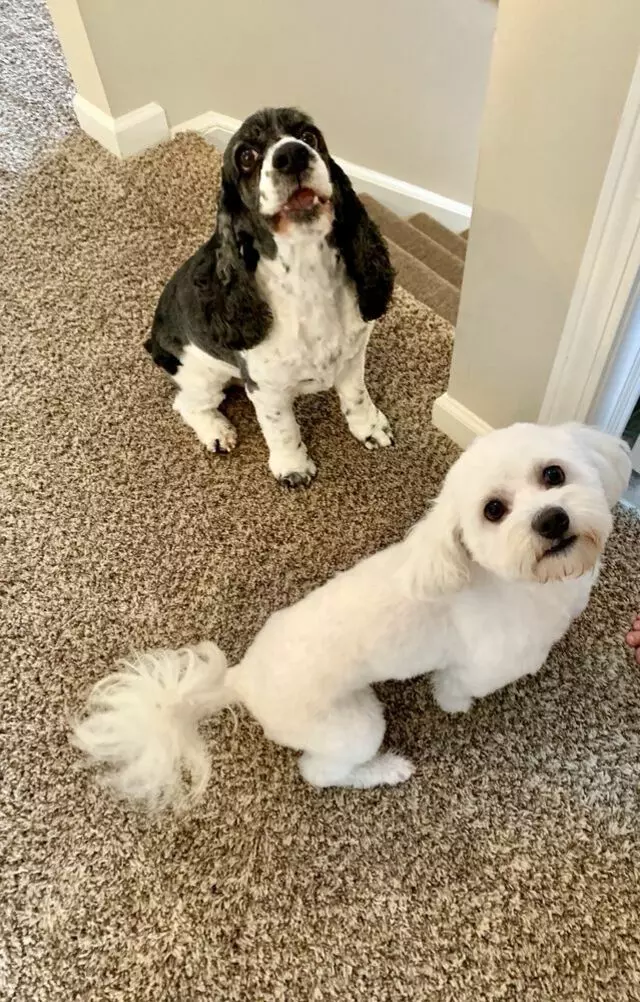 A Dog’s Dream