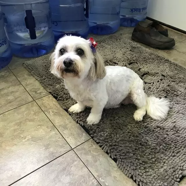 A Dog’s Dream