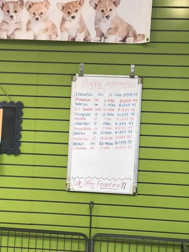 Allie’s Pet Corner