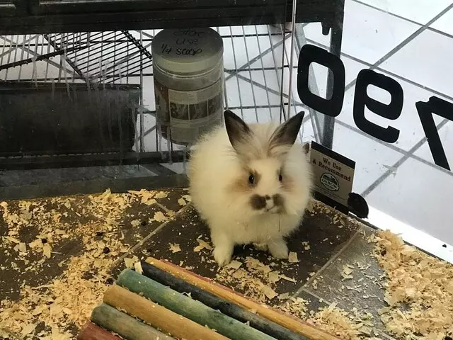 Allie’s Pet Corner