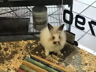 Allie’s Pet Corner