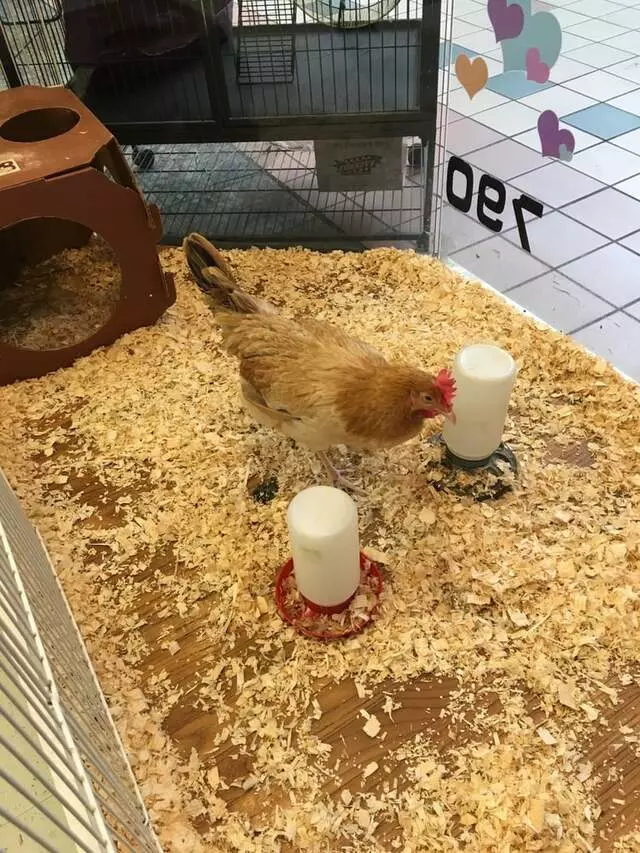 Allie’s Pet Corner