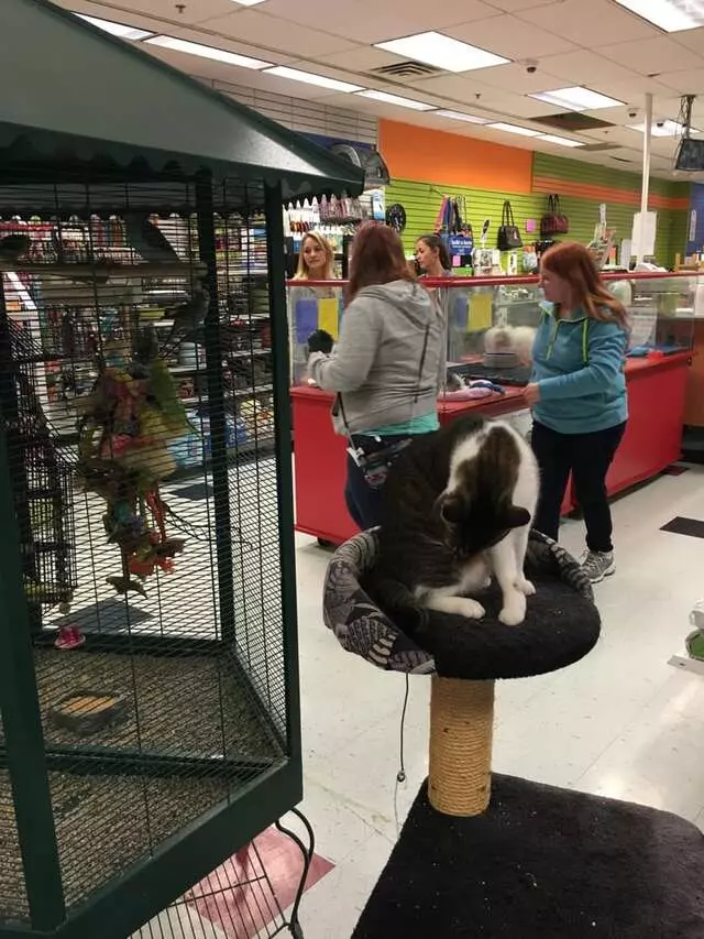 Allie’s Pet Corner