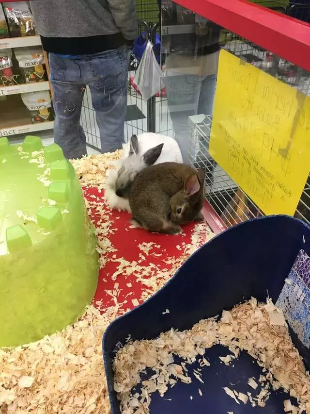 Allie’s Pet Corner