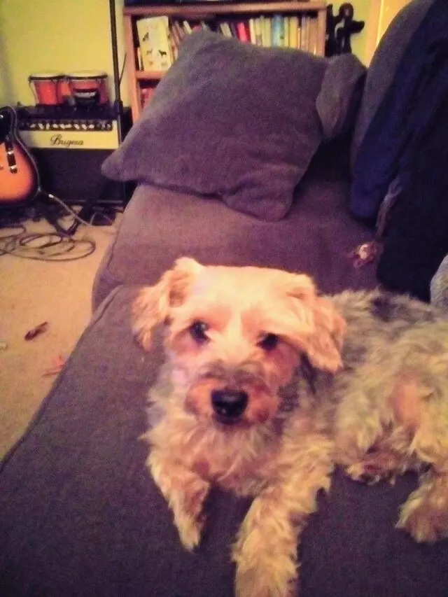 Rescued Treasures Pet Adoptions