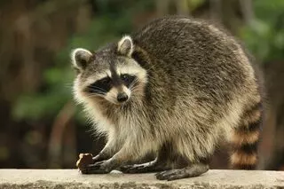 Advanced Environmental & Wildlife Services