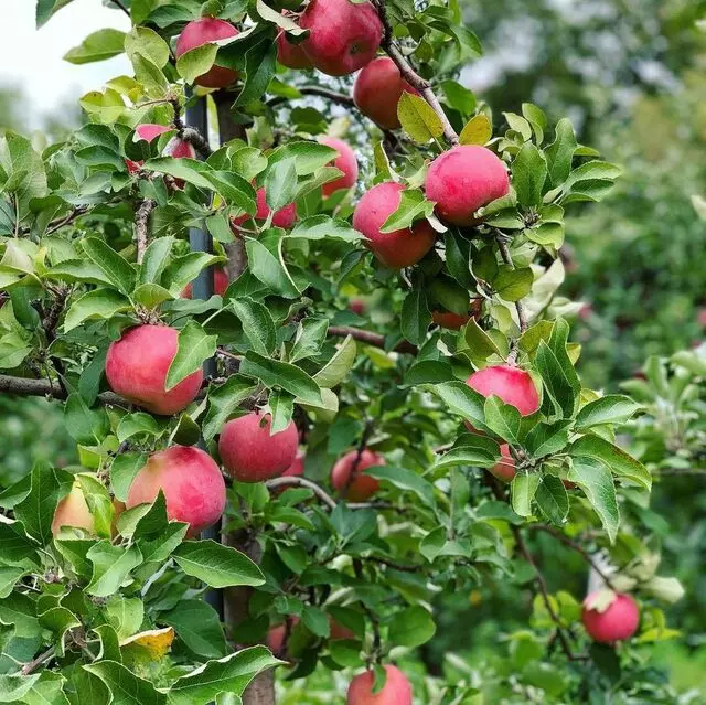 Whittier Fruit Farm