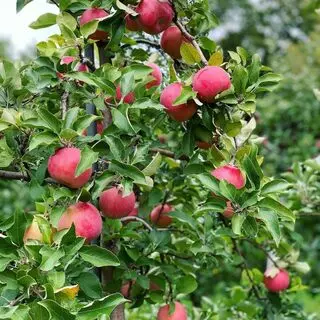 Whittier Fruit Farm