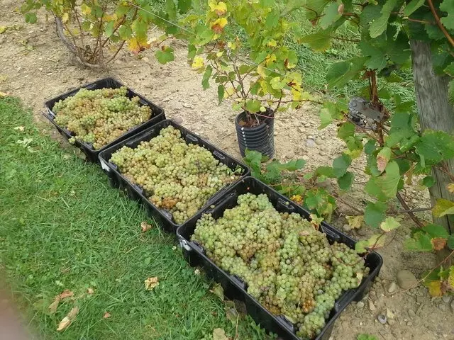 Agness Wine Cellars
