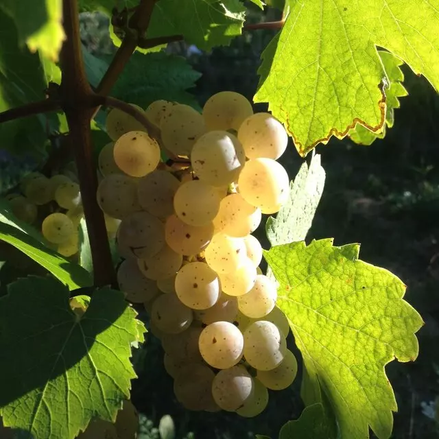 Agness Wine Cellars