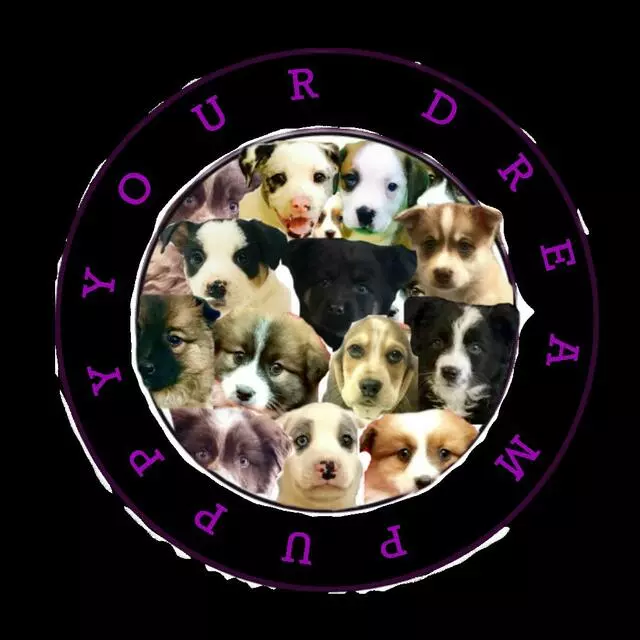 Your Dream Puppy