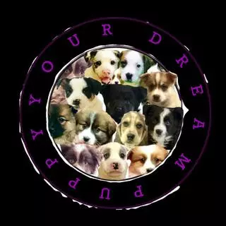 Your Dream Puppy